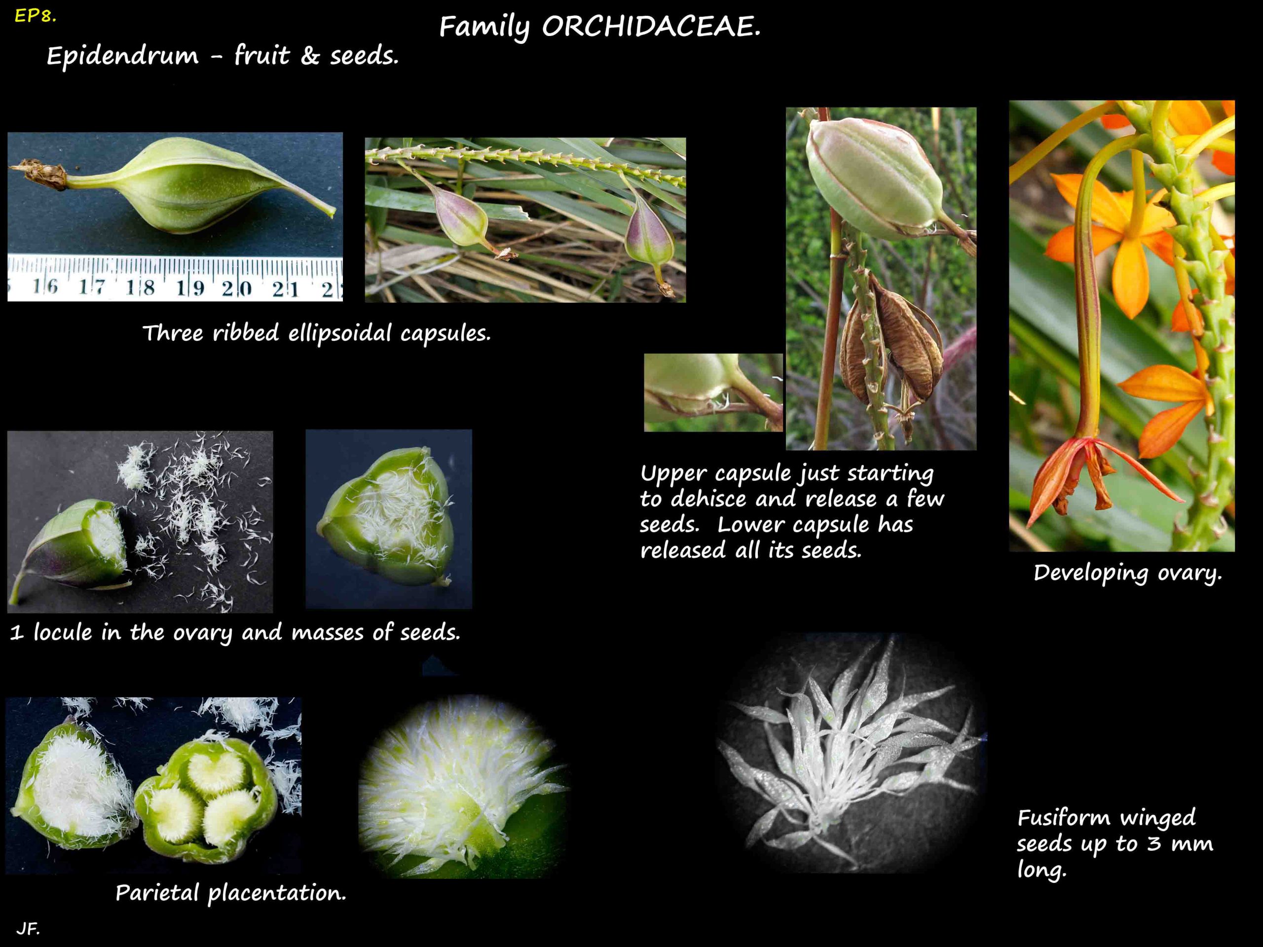 8 Epidendrum capsules